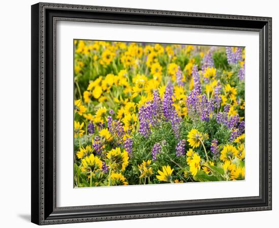 USA, Washington State. Arrowleaf balsamroot and lupine-Terry Eggers-Framed Photographic Print