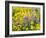 USA, Washington State. Arrowleaf balsamroot and lupine-Terry Eggers-Framed Photographic Print