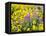 USA, Washington State. Arrowleaf balsamroot and lupine-Terry Eggers-Framed Premier Image Canvas