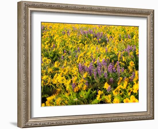 USA, Washington State. Arrowleaf balsamroot and lupine-Terry Eggers-Framed Photographic Print