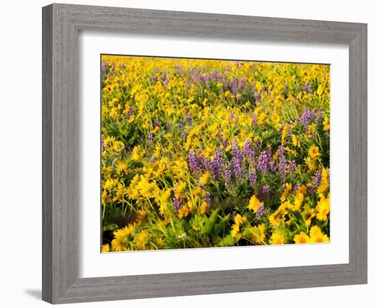 USA, Washington State. Arrowleaf balsamroot and lupine-Terry Eggers-Framed Photographic Print