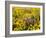 USA, Washington State. Arrowleaf balsamroot and lupine-Terry Eggers-Framed Photographic Print