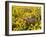 USA, Washington State. Arrowleaf balsamroot and lupine-Terry Eggers-Framed Photographic Print