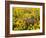 USA, Washington State. Arrowleaf balsamroot and lupine-Terry Eggers-Framed Photographic Print