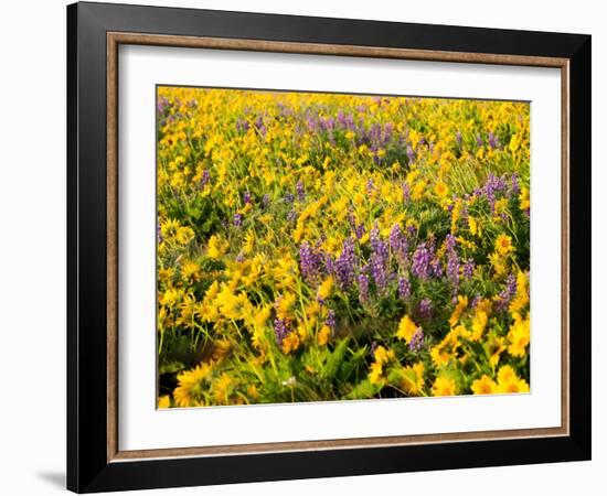 USA, Washington State. Arrowleaf balsamroot and lupine-Terry Eggers-Framed Photographic Print