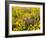 USA, Washington State. Arrowleaf balsamroot and lupine-Terry Eggers-Framed Photographic Print