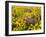 USA, Washington State. Arrowleaf balsamroot and lupine-Terry Eggers-Framed Photographic Print