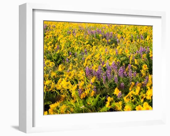 USA, Washington State. Arrowleaf balsamroot and lupine-Terry Eggers-Framed Photographic Print