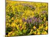 USA, Washington State. Arrowleaf balsamroot and lupine-Terry Eggers-Mounted Photographic Print