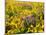 USA, Washington State. Arrowleaf balsamroot and lupine-Terry Eggers-Mounted Photographic Print