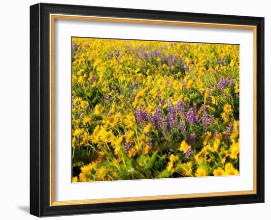 USA, Washington State. Arrowleaf balsamroot and lupine-Terry Eggers-Framed Photographic Print