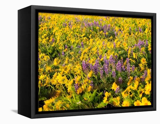 USA, Washington State. Arrowleaf balsamroot and lupine-Terry Eggers-Framed Premier Image Canvas