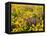 USA, Washington State. Arrowleaf balsamroot and lupine-Terry Eggers-Framed Premier Image Canvas