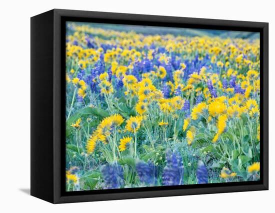 USA, Washington State. Arrowleaf balsamroot and lupine-Terry Eggers-Framed Premier Image Canvas