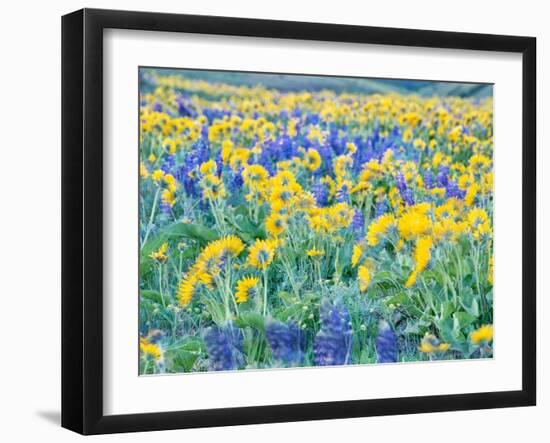 USA, Washington State. Arrowleaf balsamroot and lupine-Terry Eggers-Framed Photographic Print