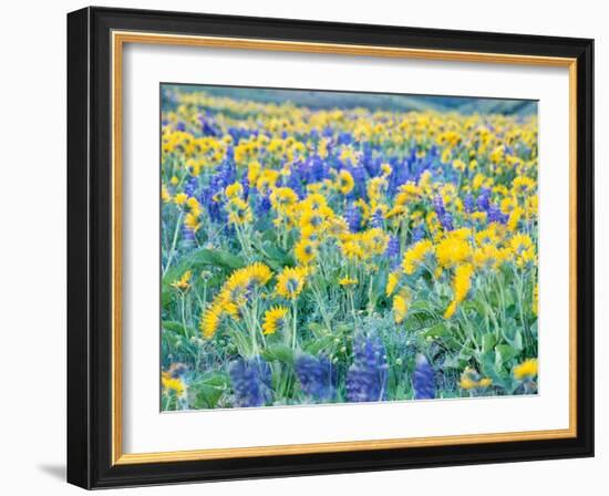 USA, Washington State. Arrowleaf balsamroot and lupine-Terry Eggers-Framed Photographic Print