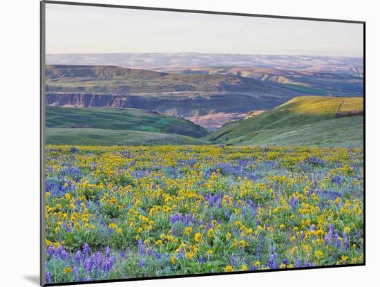 USA, Washington State. Arrowleaf balsamroot and lupine-Terry Eggers-Mounted Photographic Print