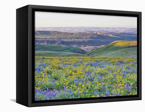 USA, Washington State. Arrowleaf balsamroot and lupine-Terry Eggers-Framed Premier Image Canvas