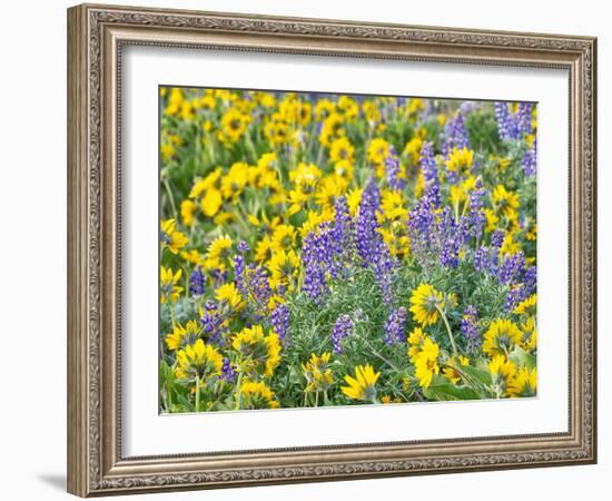 USA, Washington State. Arrowleaf balsamroot and lupine-Terry Eggers-Framed Photographic Print