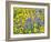 USA, Washington State. Arrowleaf balsamroot and lupine-Terry Eggers-Framed Photographic Print