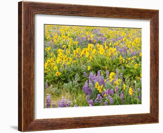 USA, Washington State. Arrowleaf balsamroot and lupine-Terry Eggers-Framed Photographic Print