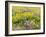 USA, Washington State. Arrowleaf balsamroot and lupine-Terry Eggers-Framed Photographic Print