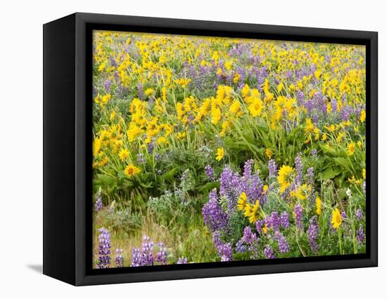 USA, Washington State. Arrowleaf balsamroot and lupine-Terry Eggers-Framed Premier Image Canvas