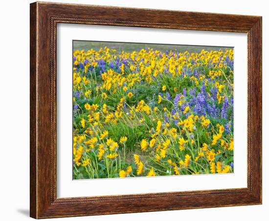 USA, Washington State. Arrowleaf balsamroot and lupine-Terry Eggers-Framed Photographic Print