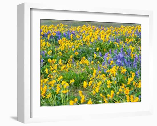 USA, Washington State. Arrowleaf balsamroot and lupine-Terry Eggers-Framed Photographic Print