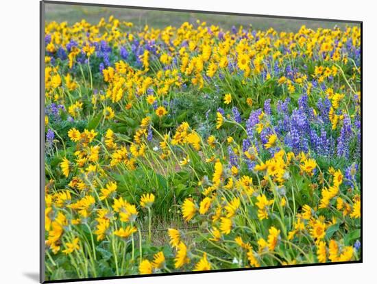 USA, Washington State. Arrowleaf balsamroot and lupine-Terry Eggers-Mounted Photographic Print