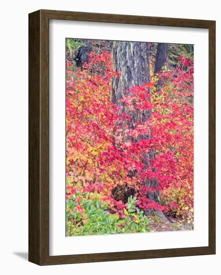 USA, Washington State. Autumn color with yellow, red and green.-Terry Eggers-Framed Photographic Print