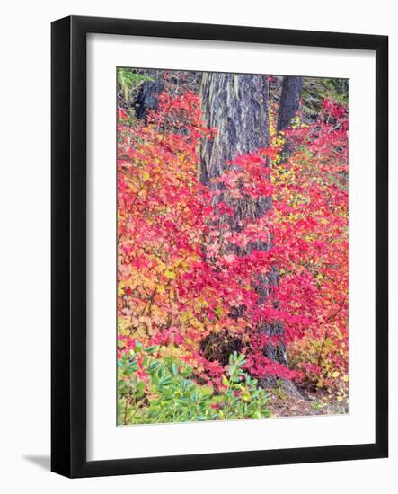 USA, Washington State. Autumn color with yellow, red and green.-Terry Eggers-Framed Photographic Print