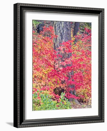USA, Washington State. Autumn color with yellow, red and green.-Terry Eggers-Framed Photographic Print
