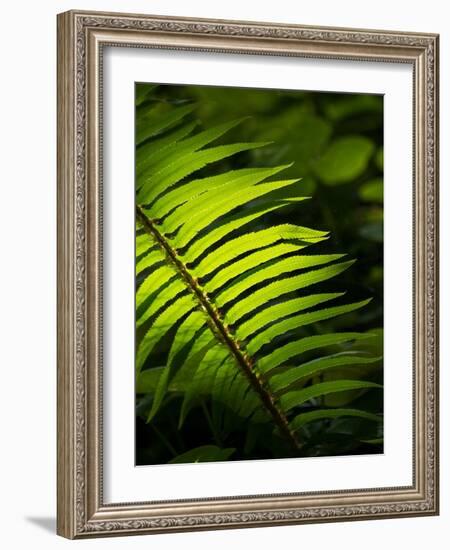 Usa, Washington State, Bainbridge Island. Backlit Western sword fern frond glowing in sunlight-Merrill Images-Framed Photographic Print