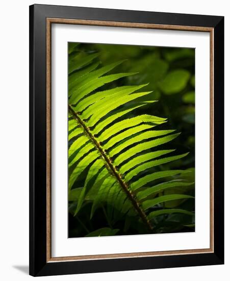 Usa, Washington State, Bainbridge Island. Backlit Western sword fern frond glowing in sunlight-Merrill Images-Framed Photographic Print