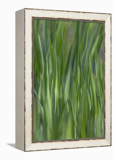 USA, Washington State, Bainbridge Island. Cattails on pond in spring.-Jaynes Gallery-Framed Premier Image Canvas