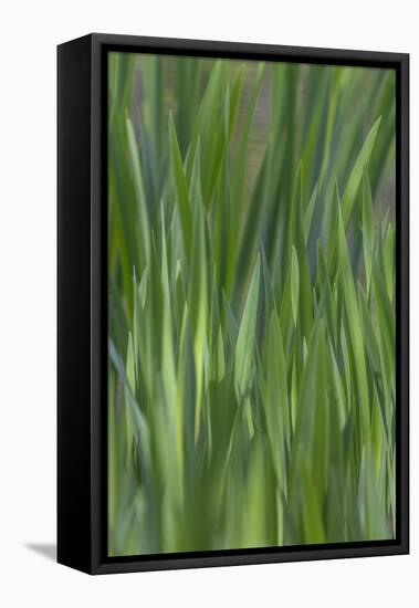 USA, Washington State, Bainbridge Island. Cattails on pond in spring.-Jaynes Gallery-Framed Premier Image Canvas