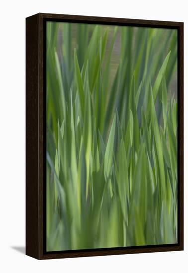 USA, Washington State, Bainbridge Island. Cattails on pond in spring.-Jaynes Gallery-Framed Premier Image Canvas