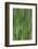 USA, Washington State, Bainbridge Island. Cattails on pond in spring.-Jaynes Gallery-Framed Photographic Print