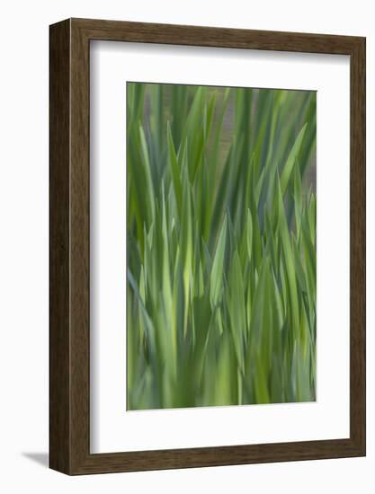 USA, Washington State, Bainbridge Island. Cattails on pond in spring.-Jaynes Gallery-Framed Photographic Print