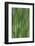 USA, Washington State, Bainbridge Island. Cattails on pond in spring.-Jaynes Gallery-Framed Photographic Print