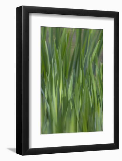 USA, Washington State, Bainbridge Island. Cattails on pond in spring.-Jaynes Gallery-Framed Photographic Print