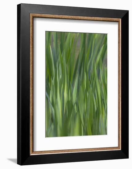 USA, Washington State, Bainbridge Island. Cattails on pond in spring.-Jaynes Gallery-Framed Photographic Print