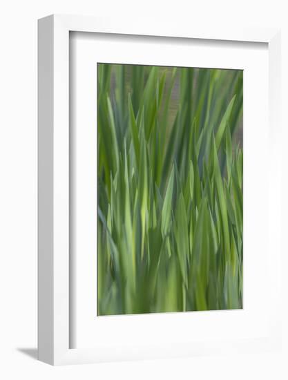 USA, Washington State, Bainbridge Island. Cattails on pond in spring.-Jaynes Gallery-Framed Photographic Print