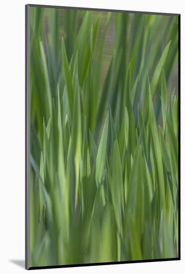 USA, Washington State, Bainbridge Island. Cattails on pond in spring.-Jaynes Gallery-Mounted Photographic Print