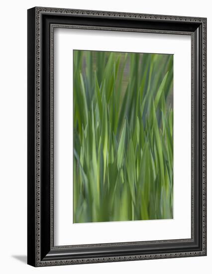 USA, Washington State, Bainbridge Island. Cattails on pond in spring.-Jaynes Gallery-Framed Photographic Print