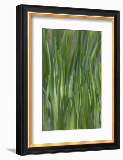 USA, Washington State, Bainbridge Island. Cattails on pond in spring.-Jaynes Gallery-Framed Photographic Print