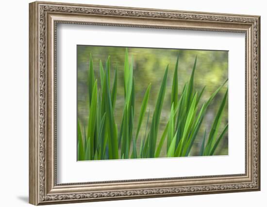 USA, Washington State, Bainbridge Island. Cattails on pond in spring.-Jaynes Gallery-Framed Photographic Print