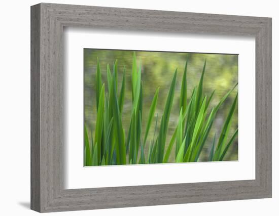 USA, Washington State, Bainbridge Island. Cattails on pond in spring.-Jaynes Gallery-Framed Photographic Print