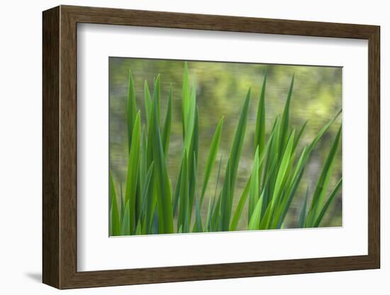 USA, Washington State, Bainbridge Island. Cattails on pond in spring.-Jaynes Gallery-Framed Photographic Print